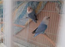 lovebird pair lovebird pair