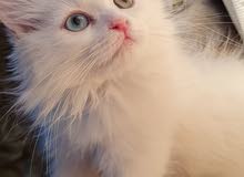 قطه انثى انغورا تركي عيونها ملونه ماشاء الله قطه انثى انغورا تركي عيونها ملونه ماشاء الله