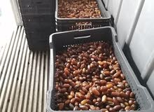 دقلة جالو دقلة جالو