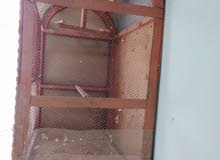 قفص صاج تكمه ابو مجر بيع بغداد قرب جامع نداء قفص صاج تكمه ابو مجر بيع بغداد قرب جامع نداء
