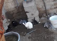 اسماعيل اسماعيل