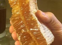 ابو المناحل ابو المناحل