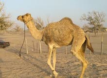 بوش للبيع بوش للبيع
