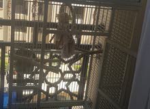 cool cage cool cage
