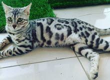 Adult Bengal Cats (all types)