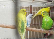 Budgies  for sale