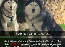 بيعه مستعجله 2 مالميوت مستواهم توب و قوي وايد الثنين معا بعض زوج بيعه مستعجله 2 مالميوت مستواهم توب و قوي وايد الثنين معا بعض زوج
