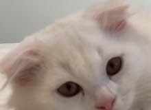 Scottish Fold Kitten 4months old Scottish Fold Kitten 4months old