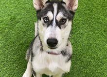 5 month old Husky for sale 5 month old Husky for sale