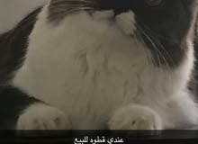 للبيع قطوه ملقحه من شيزاري و فلود سكوتش للبيع قطوه ملقحه من شيزاري و فلود سكوتش