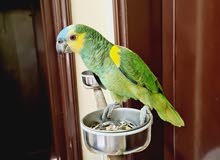 everything tolking singing dancing affrican casco for sale everything tolking singing dancing affrican casco for sale