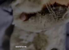 قطوة بيوت قطوة بيوت
