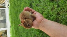الأرنب القزم الهولندي أصغر أرنب بالعالم