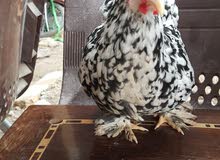 مطلوب دجاجه كركه مطلوب دجاجه كركه