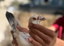جوز كشميري بي عشره لل تواصل