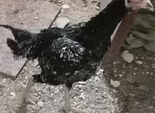 دجاجه هنديه للبيع دجاجه هنديه للبيع