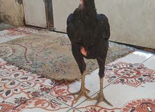 ديج هندي ديج هندي