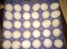 بيض دجاج براهما بيض دجاج براهما