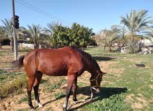 خيل تلات اربع خيل تلات اربع