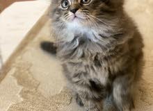 Persian Kitten For Sale!
