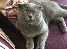 Scottish fold Scottish fold