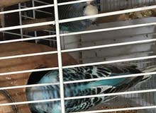 9 birds and 2 new born babies 9 birds and 2 new born babies