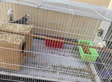 buggies 2 pair healthy and active with cage and accessories buggies 2 pair healthy and active with cage and accessories