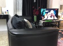 تخم تركي للبيع تخم تركي للبيع