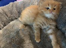 شيرازي شيرازي