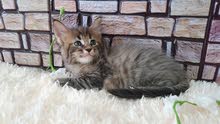 Rare color maine coon girl with pedigree 8000dhs fixed price Rare color maine coon girl with pedigree 8000dhs fixed price