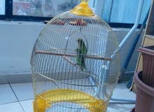 Large Golden Cage With Stand only Large Golden Cage With Stand only