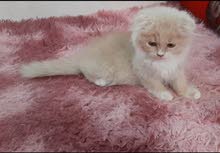 انثى سكوتش فولد لونق هير عمر 75 يوم scotch fold long hair 75 days old انثى سكوتش فولد لونق هير عمر 75 يوم scotch fold long hair 75 days old