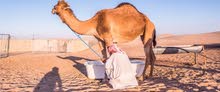 حليب ابل حليب ابل