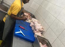 تشفية دجاج تشفية دجاج