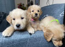 Golden Retreiver Golden Retreiver