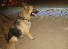 femelle berger allemand femelle berger allemand