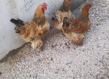 موجود 3جاجات و4ديوك براها في سحاب شغالات