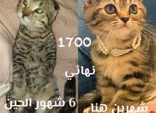 سكوتش فولد (تايجر) سكوتش فولد (تايجر)