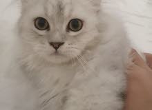 3 month old persian male kitten for sale قط ذكر شرازي عمره ثلاث شهور للبيع 3 month old persian male kitten for sale قط ذكر شرازي عمره ثلاث شهور للبيع