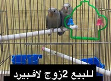 طيور للبيع