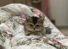 british & scottish fold golden british & scottish fold golden