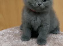 British Shorthair Female British Shorthair Female