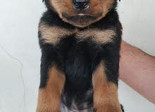 Rottweiler puppies Rottweiler puppies