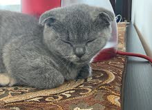 Scottish fold Scottish fold