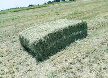 Cattle food supplier Cattle food supplier