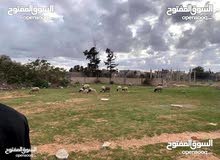 قطعة ارض في جنزور قطعة ارض في جنزور