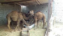 البيع الإبل وطنية و السودانية البيع الإبل وطنية و السودانية