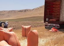 علف حیوانی الفول ایرانی علف حیوانی الفول ایرانی