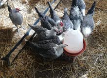 بيع البيض مخصب للدجاج الفيومي المصري الاصيل اثمنه مناسبه للجماع 0707994254 بيع البيض مخصب للدجاج الفيومي المصري الاصيل اثمنه مناسبه للجماع 0707994254