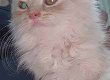 Pure Persian kitten for sale Pure Persian kitten for sale